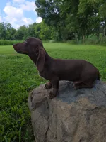 Sam, a male Miniature Dachshund for sale in Vandalia, IL – 2 of 3