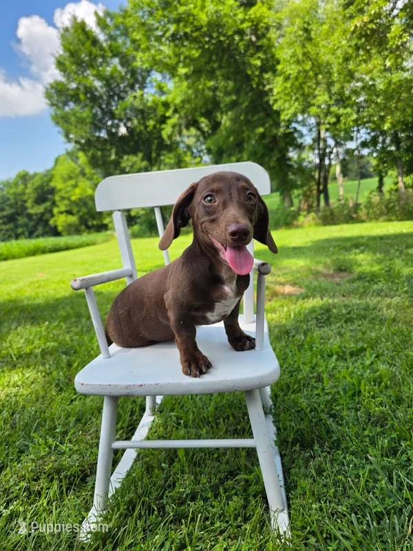 Sam – Miniature Dachshund puppy for sale in Vandalia, IL