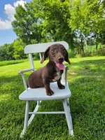Sam, a male Miniature Dachshund for sale in Vandalia, IL – 1 of 3