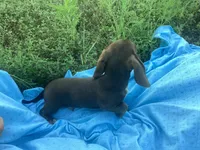 Sam, a male Miniature Dachshund for sale in Vandalia, IL – 3 of 3