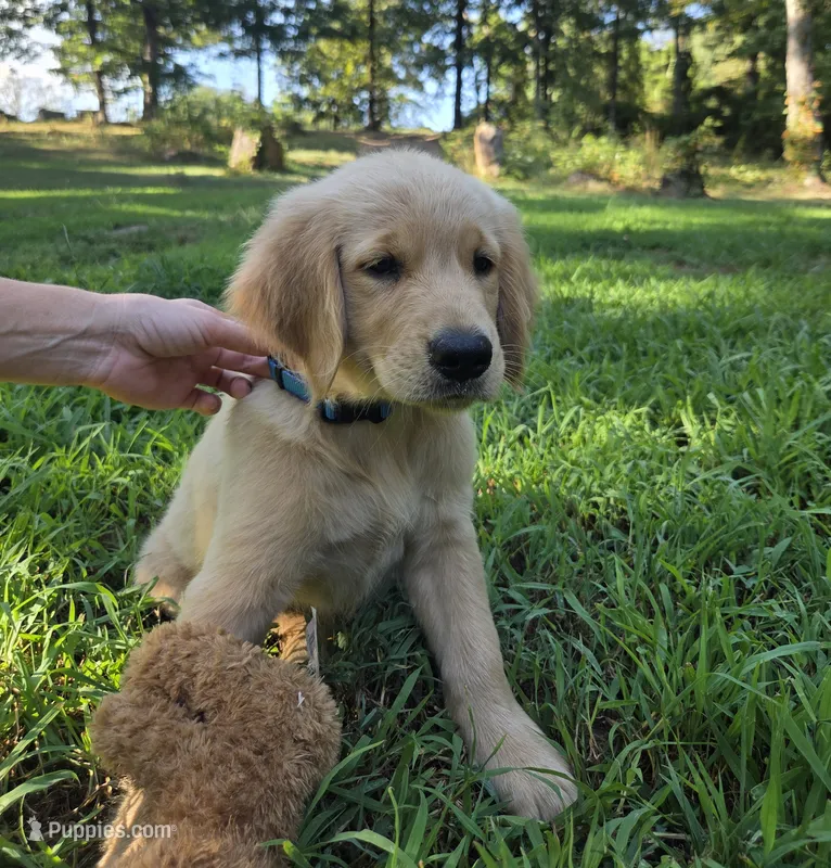 Blue collar – Golden Retriever puppy for sale in Mountain View, AR