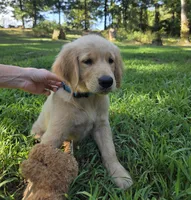 Blue collar, a male Golden Retriever for sale in Mountain View, AR – 1 of 5
