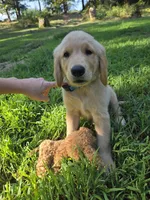 Blue collar, a male Golden Retriever for sale in Mountain View, AR – 5 of 5