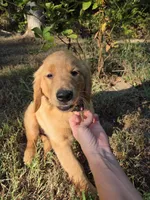 Purple collar, a female Golden Retriever for sale in Mountain View, AR – 2 of 3