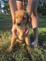 Orange collar, a female Golden Retriever for sale in Mountain View, AR – 4 of 6