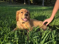 Orange collar, a female Golden Retriever for sale in Mountain View, AR – 6 of 6