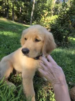 Blue collar, a male Golden Retriever for sale in Mountain View, AR – 4 of 5
