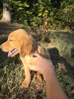 Purple collar, a female Golden Retriever for sale in Mountain View, AR – 3 of 3