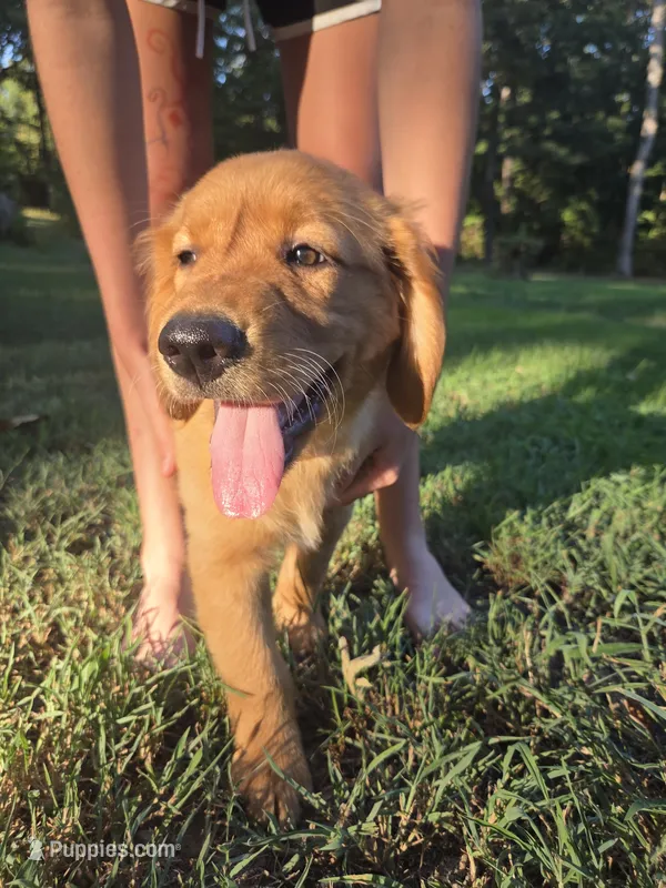Orange collar – Golden Retriever puppy for sale in Mountain View, AR