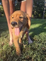 Orange collar, a female Golden Retriever for sale in Mountain View, AR – 1 of 6