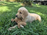 Blue collar, a male Golden Retriever for sale in Mountain View, AR – 3 of 5