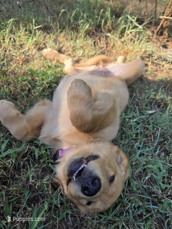 Purple collar – Golden Retriever puppy for sale in Mountain View, AR