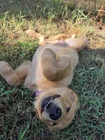 Purple collar, a female Golden Retriever for sale in Mountain View, AR – 1 of 3
