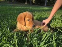 Orange collar, a female Golden Retriever for sale in Mountain View, AR – 5 of 6