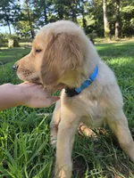 Blue collar, a male Golden Retriever for sale in Mountain View, AR – 2 of 5