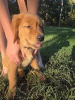 Orange collar, a female Golden Retriever for sale in Mountain View, AR – 2 of 6