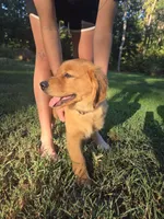 Orange collar, a female Golden Retriever for sale in Mountain View, AR – 3 of 6