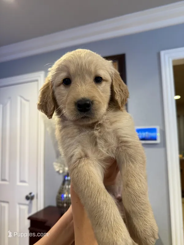 Charlie – Golden Retriever puppy for sale in Santa Ana, CA