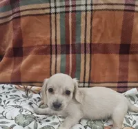 Biscuit hold, a male Miniature Dachshund for sale in Gainesville, TX – 3 of 5