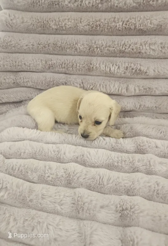 Biscuit  – Miniature Dachshund puppy for sale in Gainesville, TX