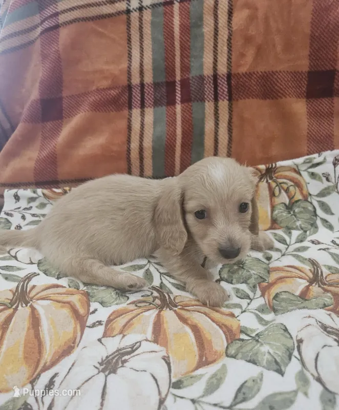 Sunny – Miniature Dachshund puppy for sale in Gainesville, TX