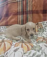 Sunny, a male Miniature Dachshund for sale in Gainesville, TX – 1 of 1