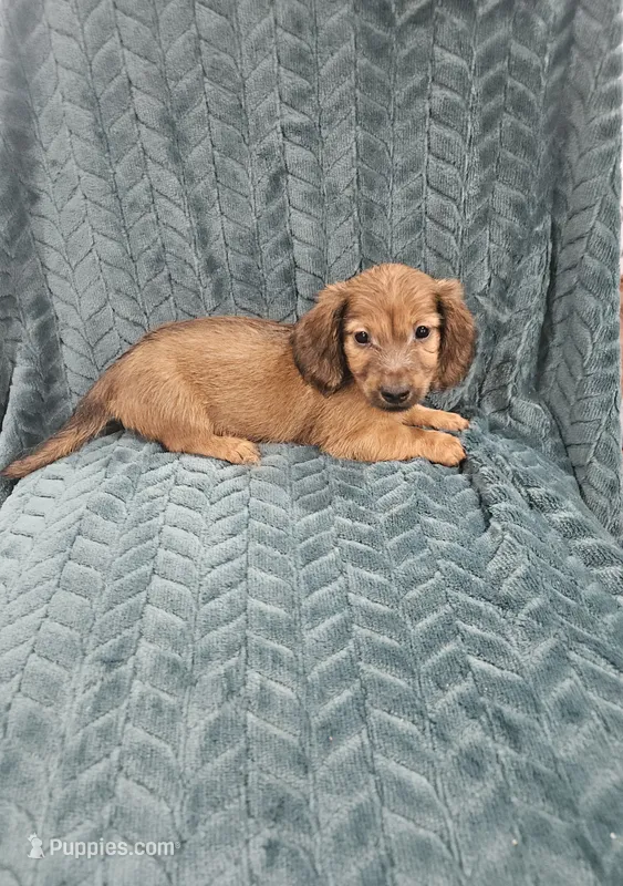 Ruby – Miniature Dachshund puppy for sale in Gainesville, TX