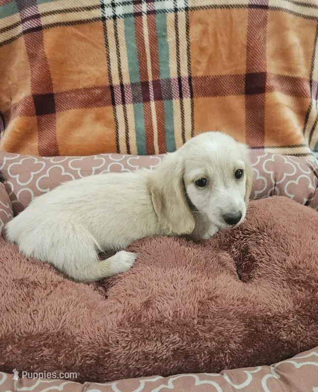 Sunny – Miniature Dachshund puppy for sale in Gainesville, TX