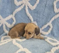 Truffle , a female Miniature Dachshund for sale in Gainesville, TX – Photo 2 of 2