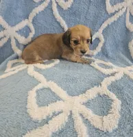 Truffle , a female Miniature Dachshund for sale in Gainesville, TX – Photo 1 of 2