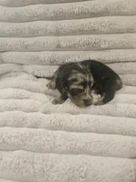 Onynx, a male Miniature Dachshund for sale in Gainesville, TX – 2 of 2