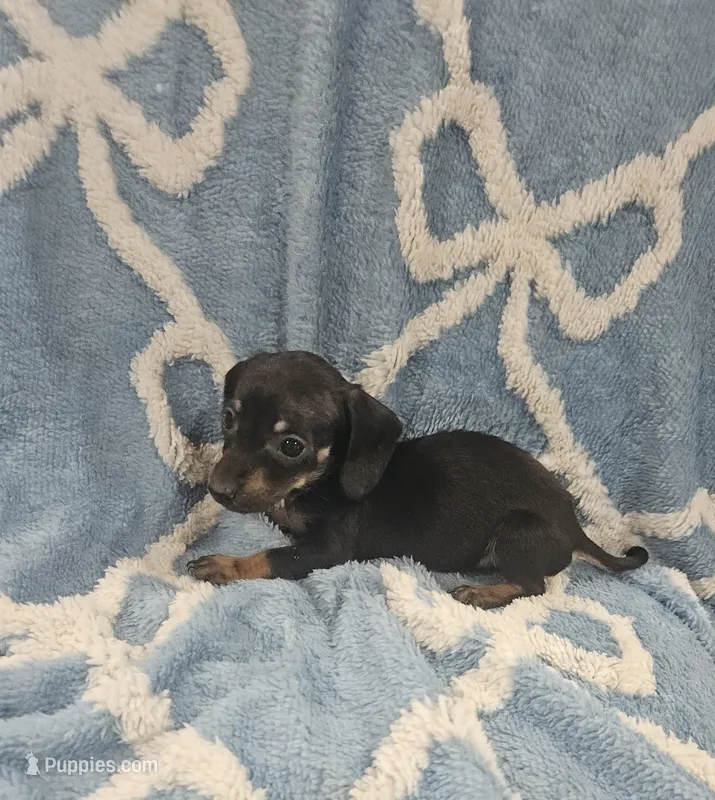 Cooper  – Miniature Dachshund puppy for sale in Gainesville, TX