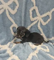 Cooper , a male Miniature Dachshund for sale in Gainesville, TX – 1 of 1