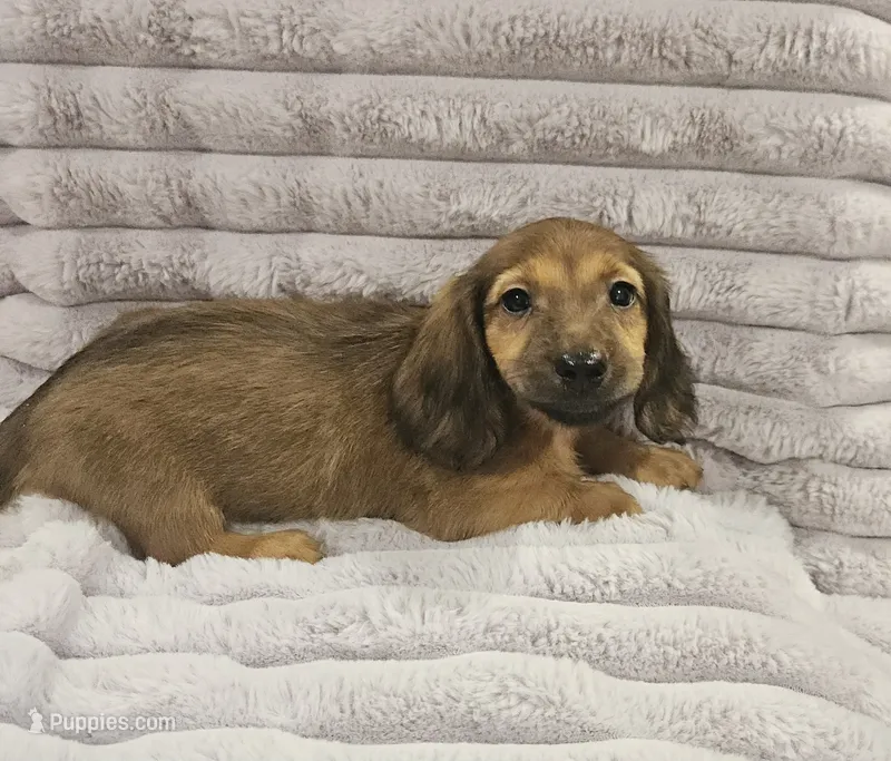 Ruby – Miniature Dachshund puppy for sale in Gainesville, TX