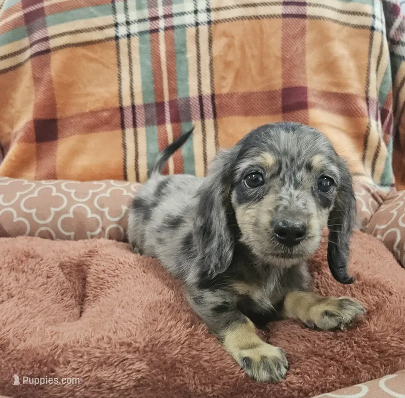 Rio – Miniature Dachshund puppy for sale in Gainesville, TX