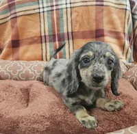 Hold, a male Miniature Dachshund for sale in Gainesville, TX – 1 of 4