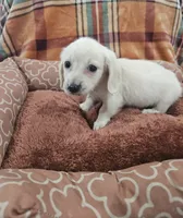 Biscuit hold, a male Miniature Dachshund for sale in Gainesville, TX – 2 of 5