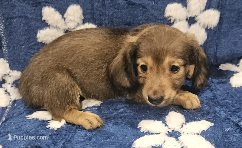 Oakley – Miniature Dachshund puppy for sale in Gainesville, TX