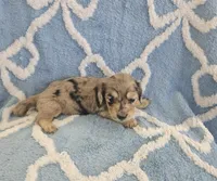 Pearl, a female Miniature Dachshund for sale in Gainesville, TX – Photo 3 of 3