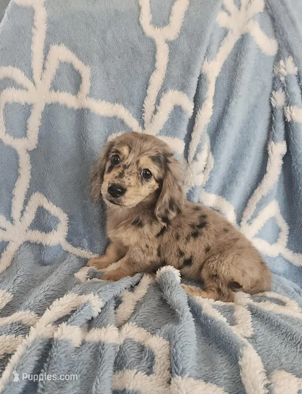 Pearl – Miniature Dachshund puppy for sale in Gainesville, TX