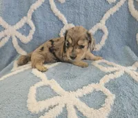 Pearl, a female Miniature Dachshund for sale in Gainesville, TX – Photo 1 of 3