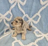 Pearl, a female Miniature Dachshund for sale in Gainesville, TX – Photo 2 of 3