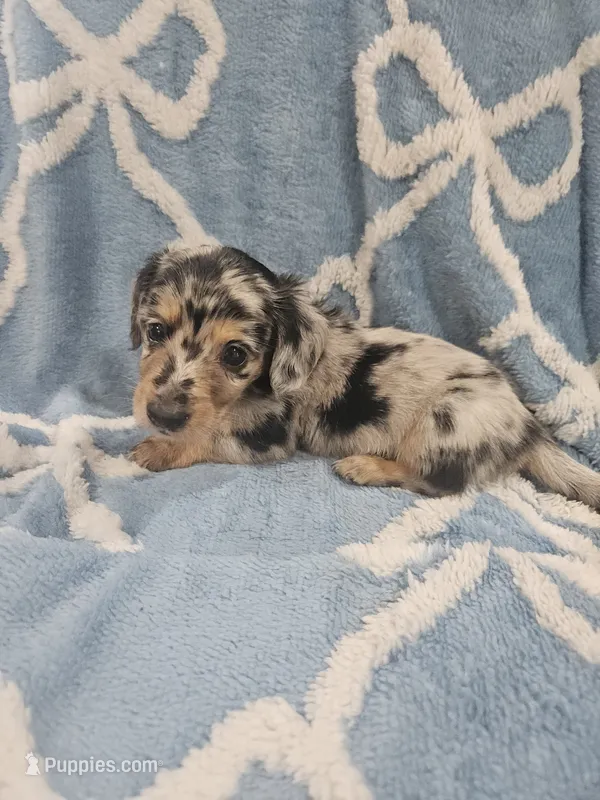 Cosmo – Miniature Dachshund puppy for sale in Gainesville, TX