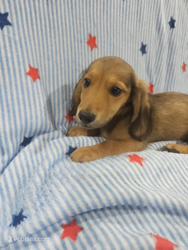 Oakley – Miniature Dachshund puppy for sale in Gainesville, TX