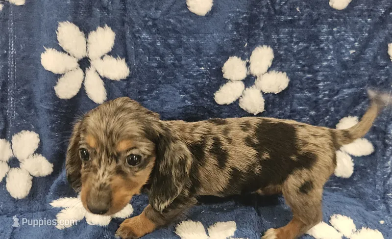 Sage – Miniature Dachshund puppy for sale in Gainesville, TX