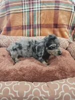 Rio, a male Miniature Dachshund for sale in Gainesville, TX – 2 of 3