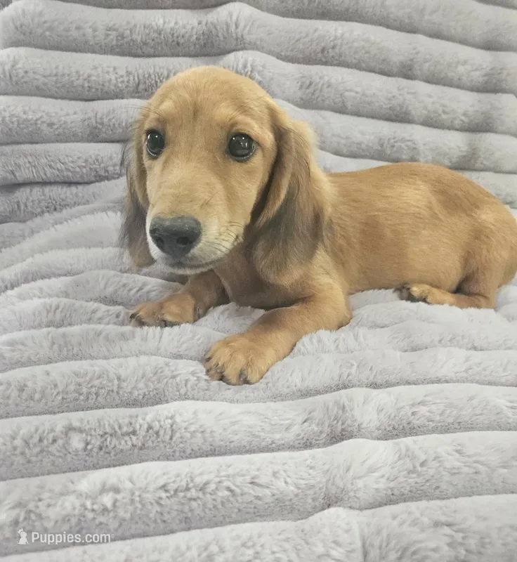 Oakley  – Miniature Dachshund puppy for sale in Gainesville, TX