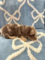 Smores, a male Miniature Dachshund for sale in Gainesville, TX – Photo 3 of 5