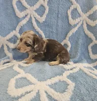 Smores, a male Miniature Dachshund for sale in Gainesville, TX – Photo 5 of 5
