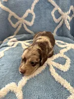 Smores, a male Miniature Dachshund for sale in Gainesville, TX – Photo 1 of 5
